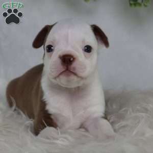 Bugg, Boston Terrier Puppy